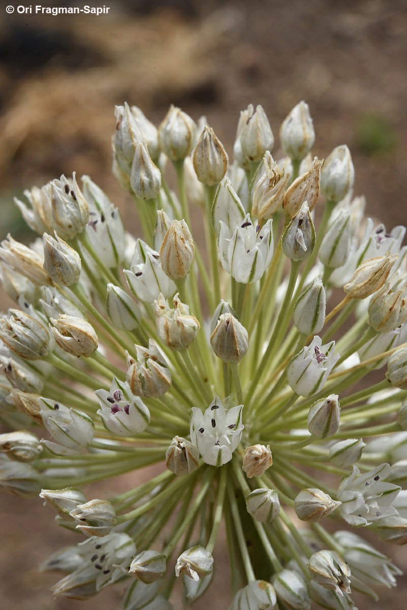 Allium sinaiticum - Sinai Garlic, שום סיני, שום סיני