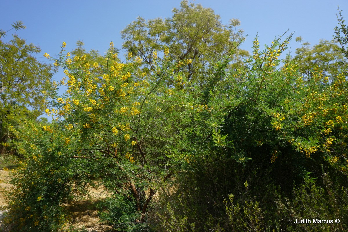 Vachellia robusta - Splendid Thorn, Splendid Acacia, Ankle Thorn, Black Thorn, שיטה חסונה, שיטה חסונה