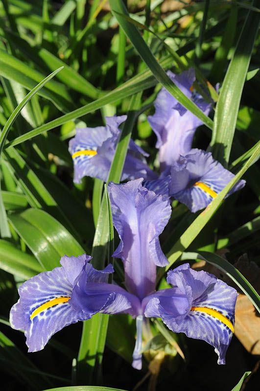 Iris planifolia - Wide-leaved Iris, איריס שטוח-עלים, איריס שטוח-עלים