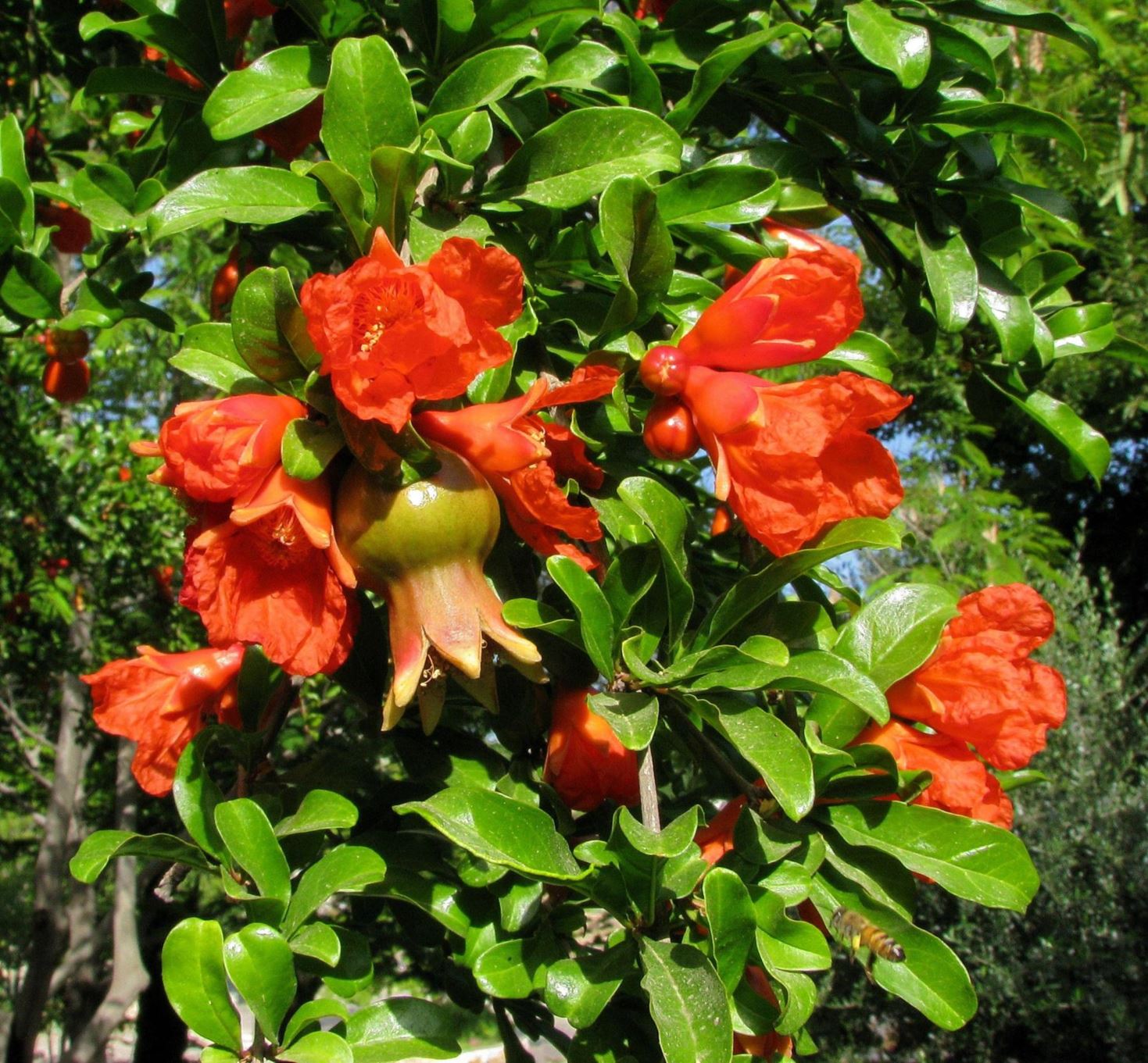 Punica granatum - Common Pomegranate, רימון מצוי, רימון מצוי