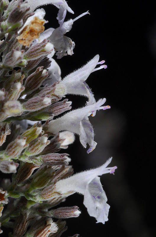 Clinopodium serpyllifolium subsp. fruticosum - White Micromeria, White-leaved Savoy, קלינופודיון לבנה, קלינופודיון לבנה