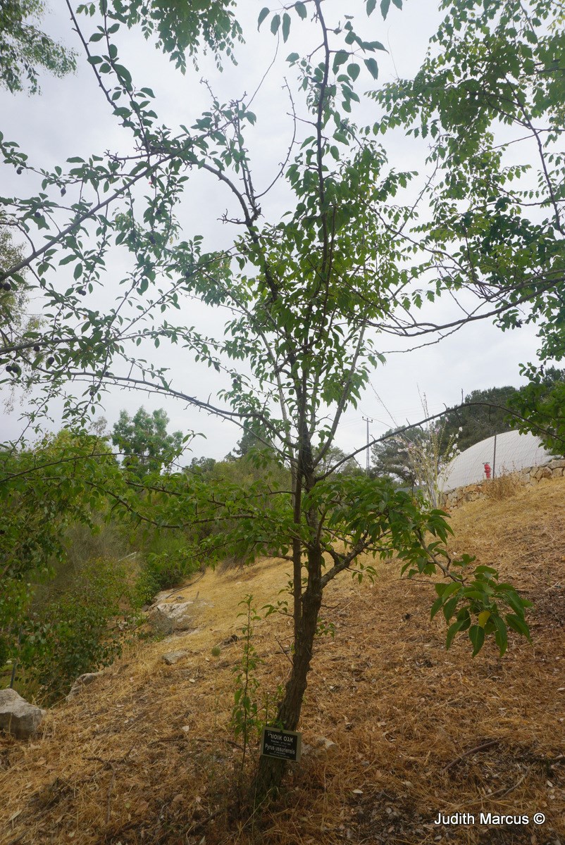 Pyrus ussuriensis - Manchurian Pear, אגס אוסורי, אגס מרכז-אסיה