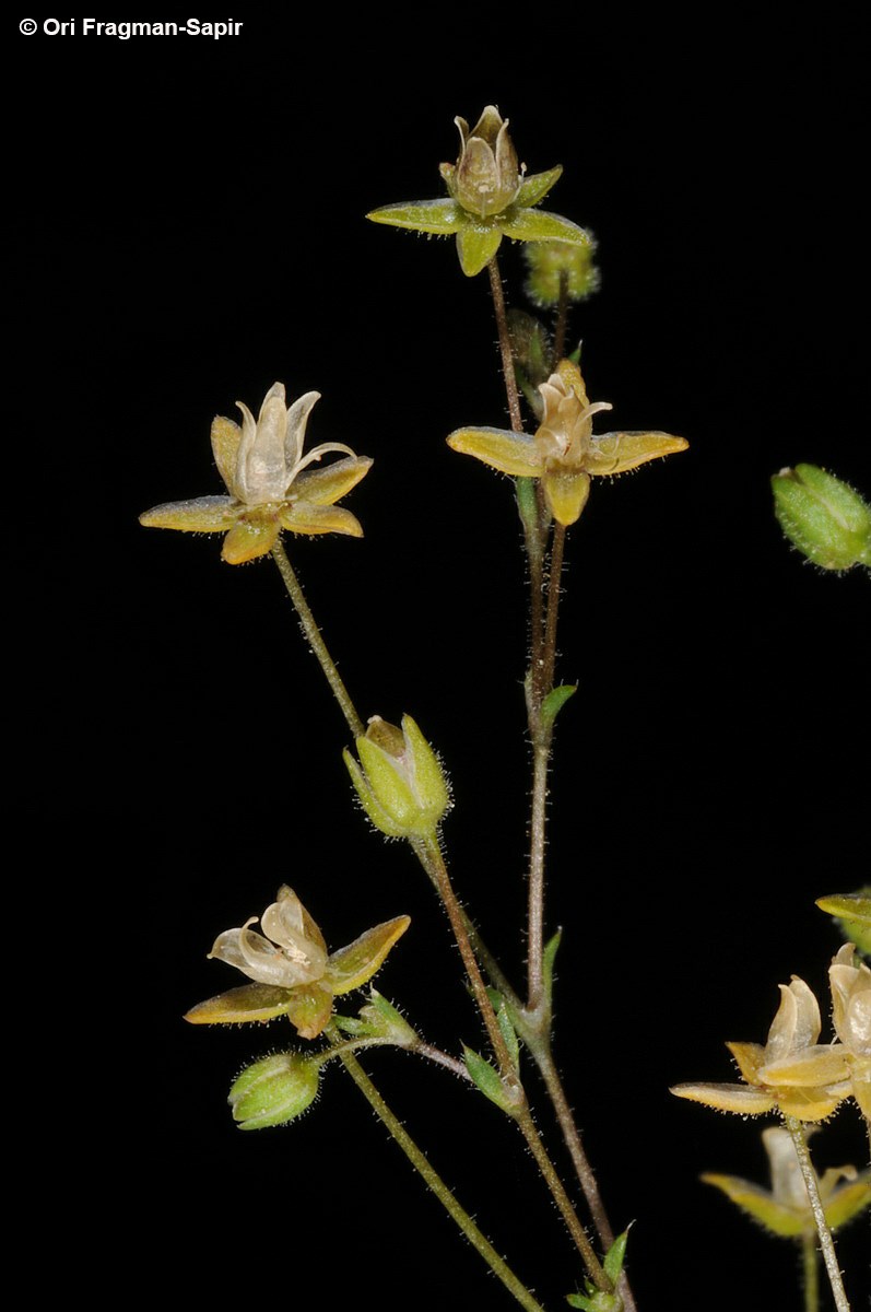 Sagina apetala - Dwarf Pearlwort, Apetalous Pearlwort, סגינה זעירה, סגינה זעירה