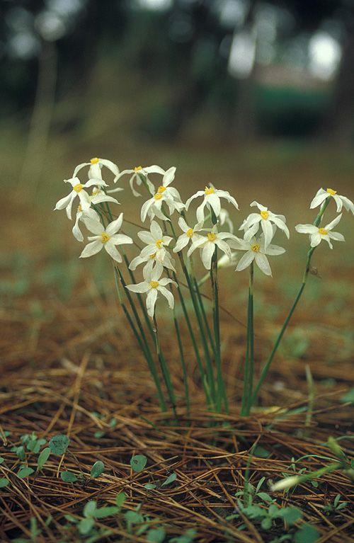 Narcissus obsoletus - Late Flowering Narcissus, נרקיס סתווי, נרקיס סתווי