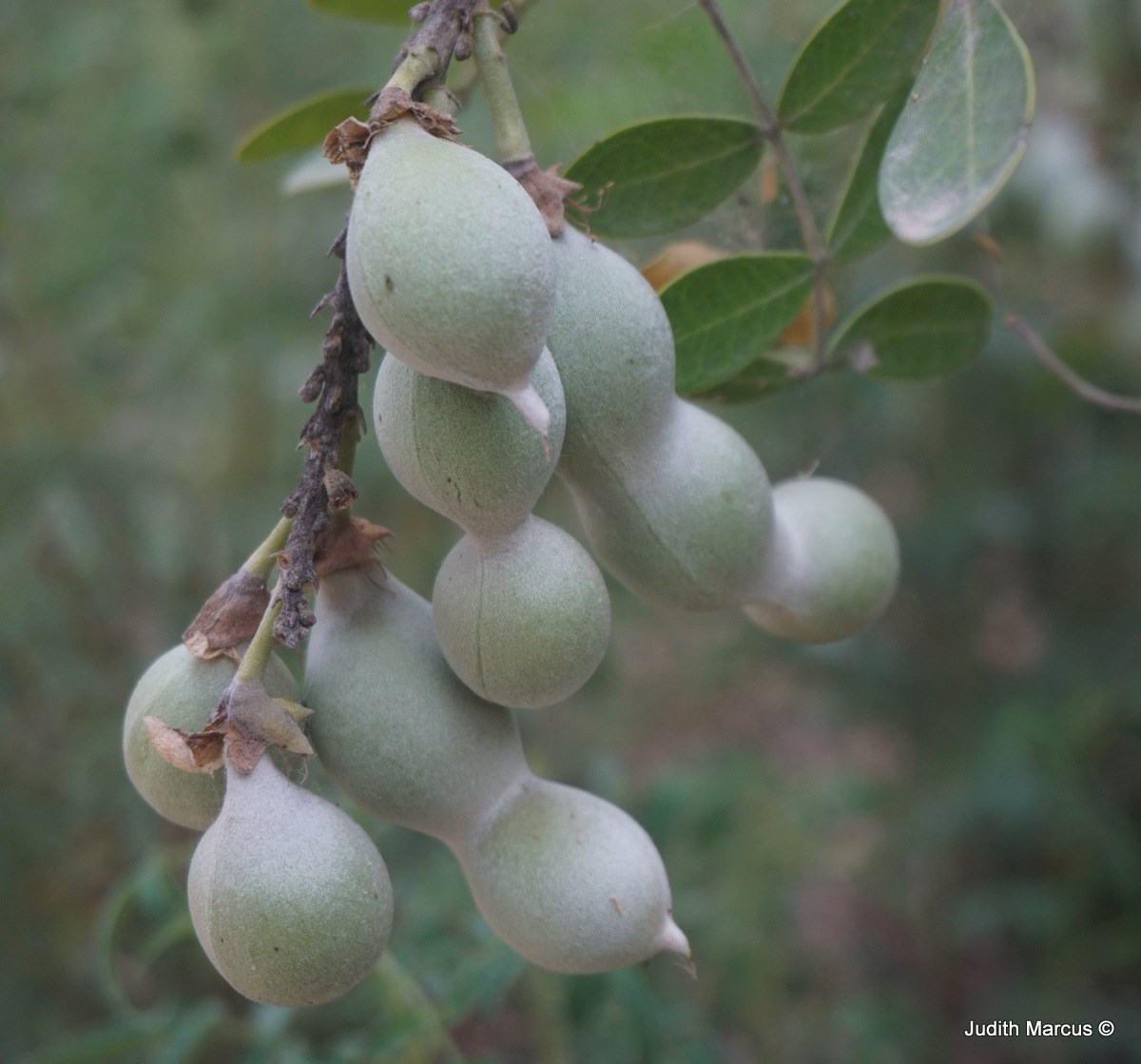 Sophora secundiflora - Mescal Bean,Texas Mountain Laurel, Texas ...