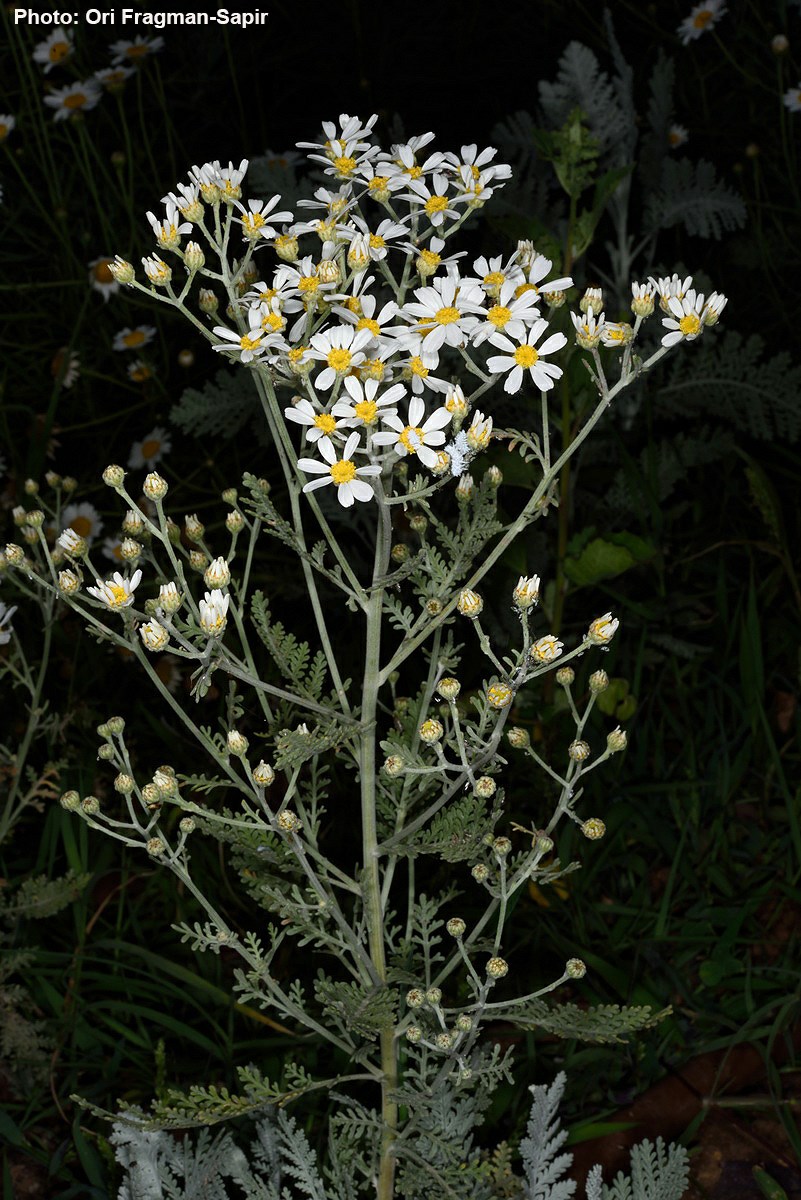 Tanacetum ptarmiciflorum - Silver Feather, Silver Lace, בן-חרצית מלבין, בן-חרצית מלבין