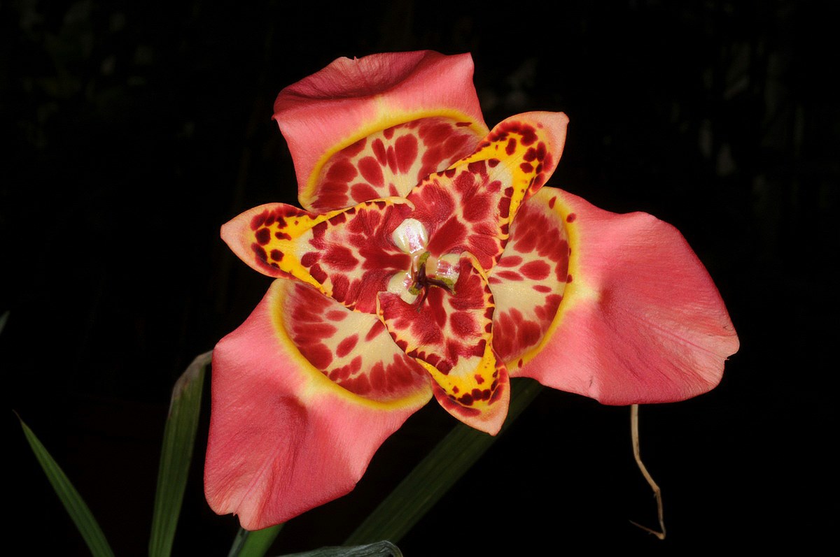 Tigridia pavonia - Mexican Shell Flower , טיגרידיה טווסית 'צבעים שונים', טיגרידיה טווסית