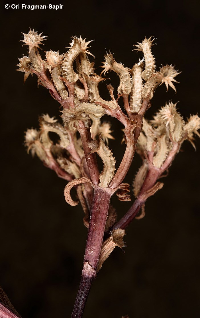 Valerianella tuberculata - Tubercled Cornsalad, ולריינית מגובששת, ולריינית מגובששת