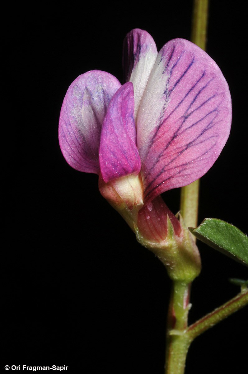 Vicia esdraelonensis - Esdraelon Vetch, בקיית יזרעאל, בקיית יזרעאל
