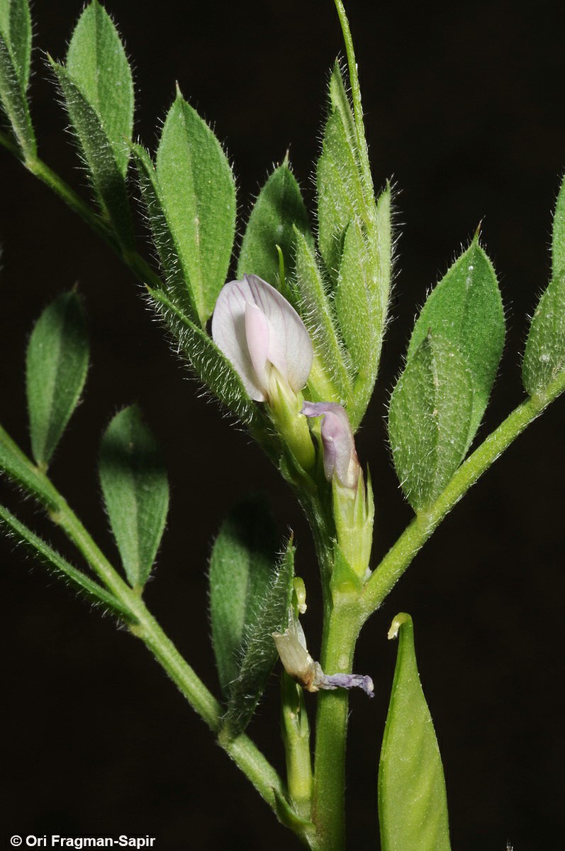 Vicia lathyroides - Spring Vetch, בקיה טופחנית, בקיה טופחנית