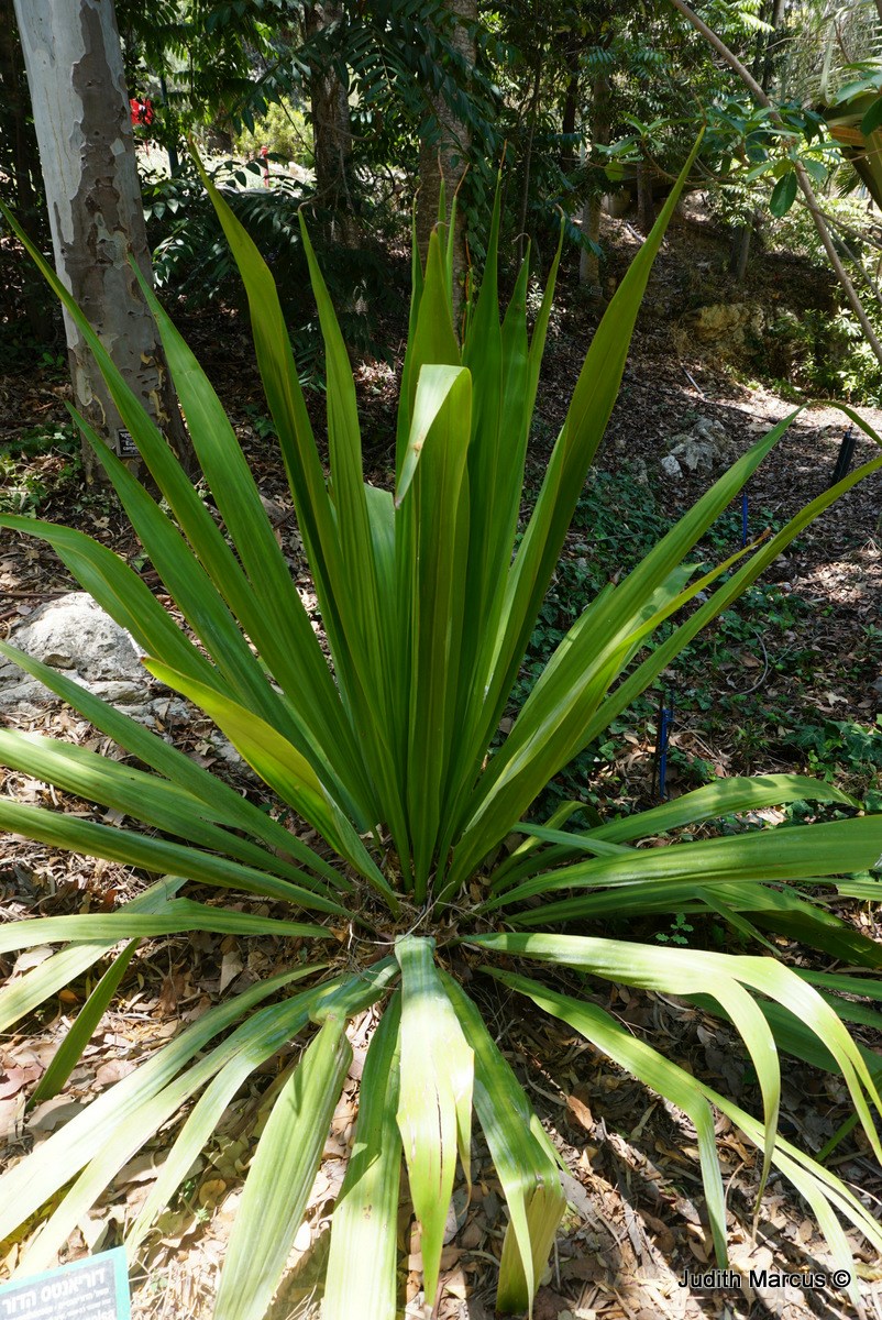 Doryanthes excelsa - Gymea Lily, דוריאנטס הדור, דוריאנטס הדור