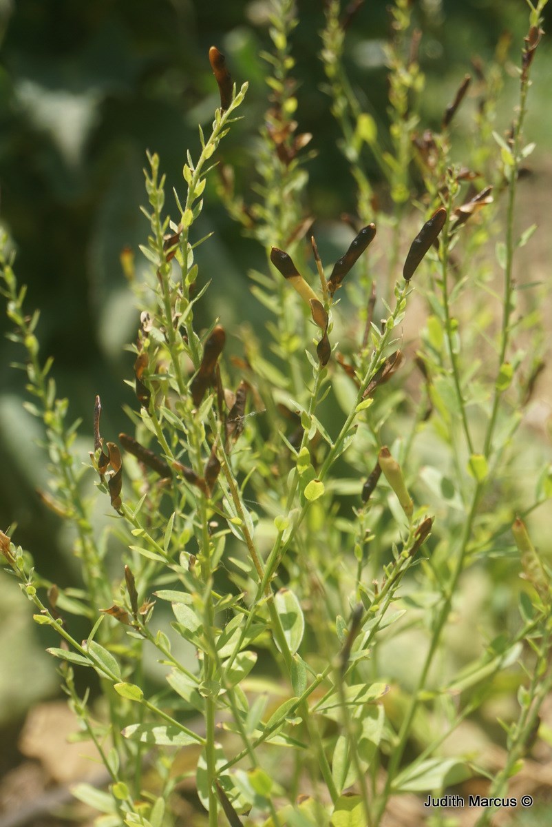 Genista tinctoria - Dyer's Broom, Dyer’s Greenweed, Dyer's Whin, Furze, Greenbroom, Greenweed, Woadwaxen, Waxen Wood, רתמת הצבעים, , רתמת הצבעים תת-מין טיפוסי, רתמת הצבעים