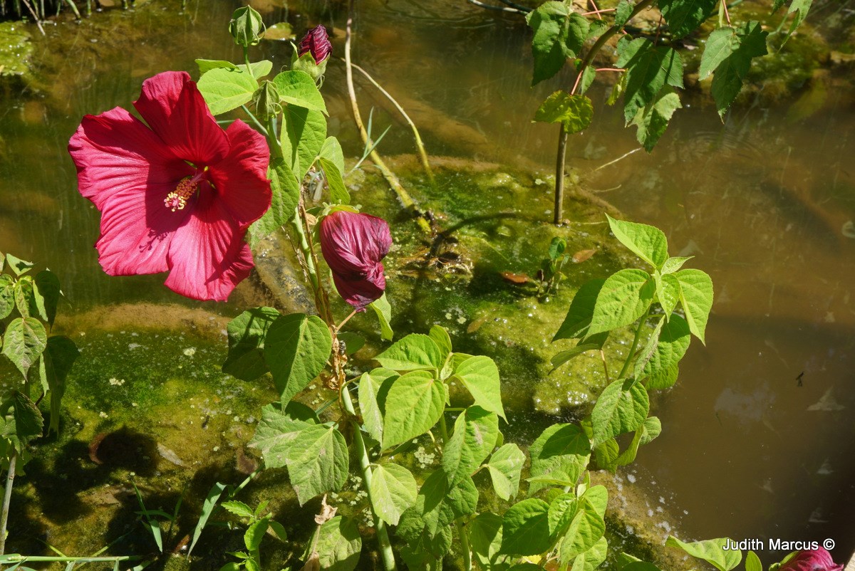 Hibiscus palustris - Swamp Rose Mallow, היביסקוס הביצות, היביסקוס הביצות
