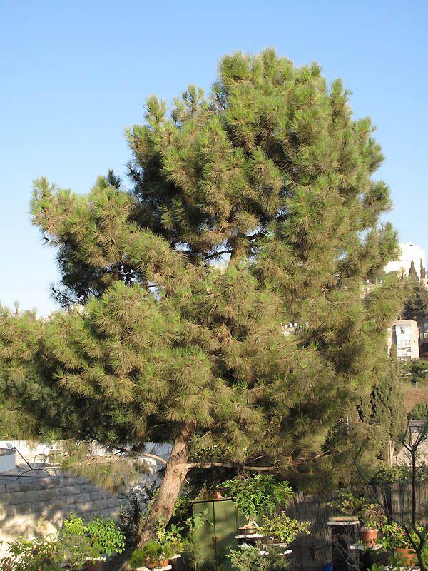 Pinus pinaster - Maritime Pine, Cluster Pine, אורן החוף, אורן החוף