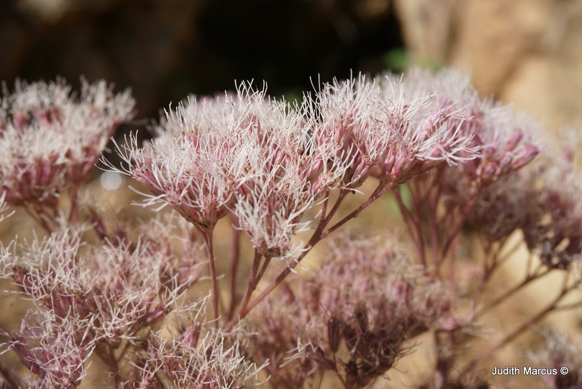 Eutrochium maculatum - Spotted Joe-pye Weed, גדותן מוכתם
