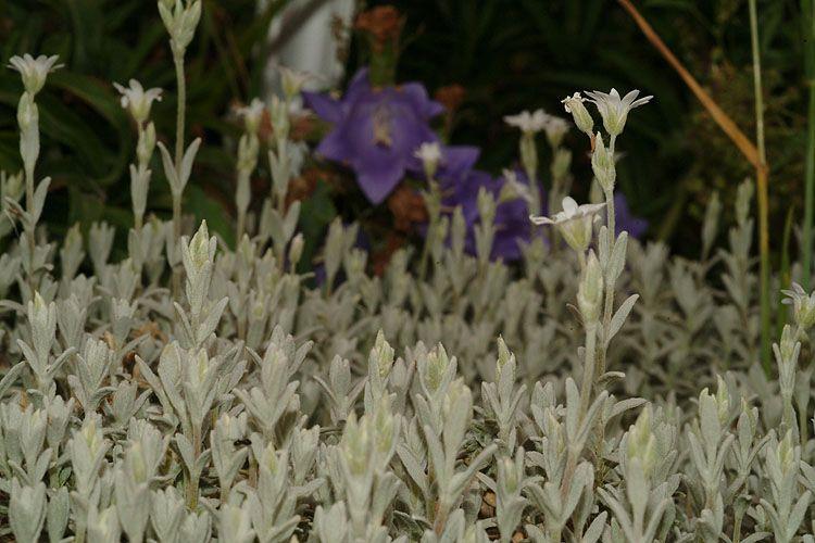 Cerastium tomentosum - Snow-in-summer, קרנונית לבידה, קרנונית לבידה
