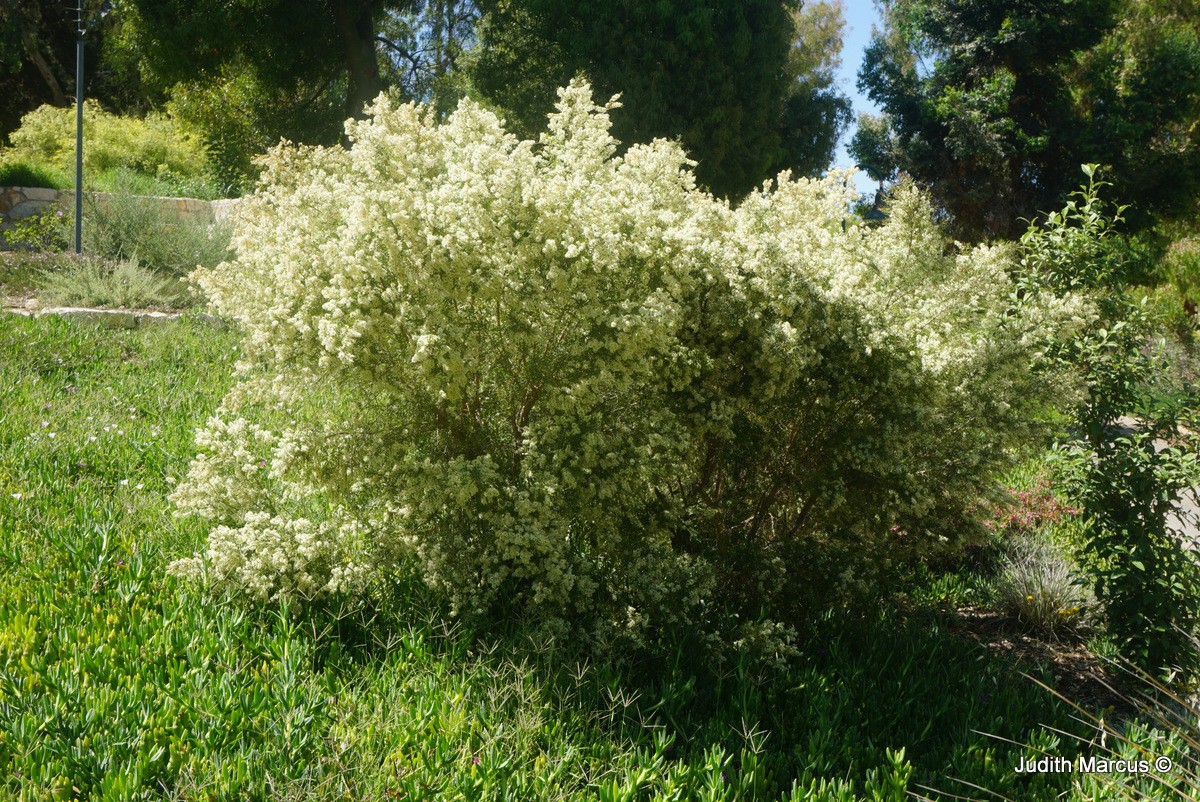 Melaleuca linariifolia - Snow-in-Summer, Narrow-leaved Paperbark, Flax-leaved Paperbark, Gadigal Budjur, מללויקה דקת-עלים, מללויקה דקת-עלים