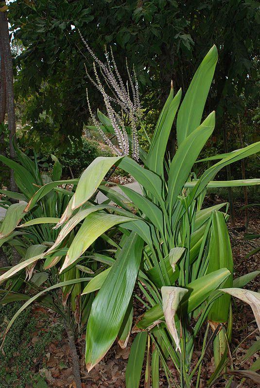 Cordyline petiolaris