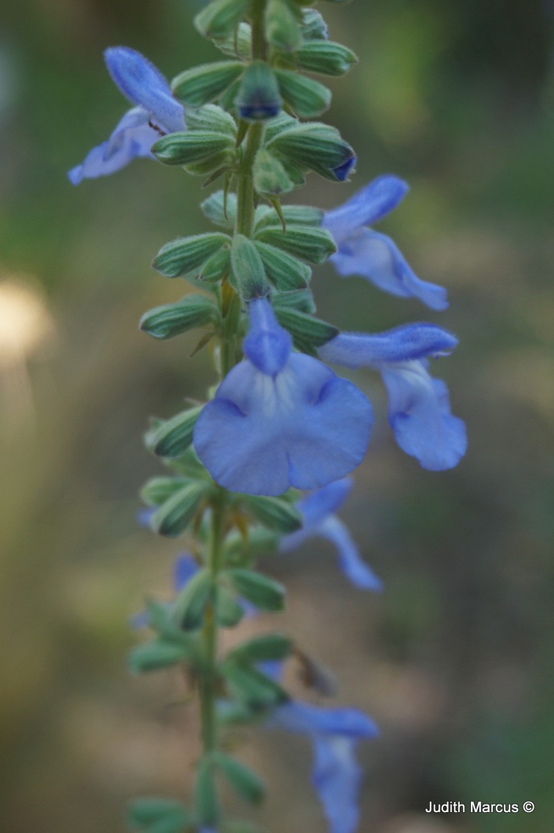 Salvia azurea - Big Blue Sage, Azure Sage, Giant Blue Sage, Blue Sage, Prairie Sage, מרווה תכולה, מרווה תכולה