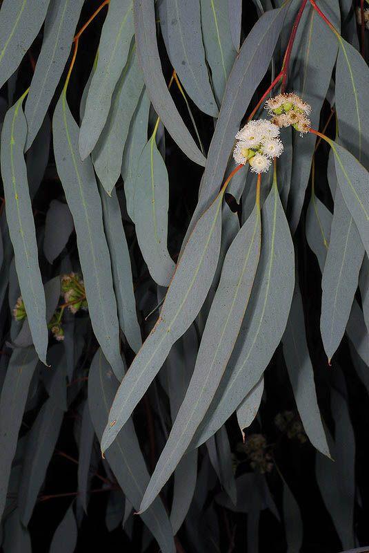 Eucalyptus intertexta - Gum-barked Coolibah, Gum Coolibah, Smooth-barked Coolibah, איקליפטוס שזור, איקליפטוס שזור