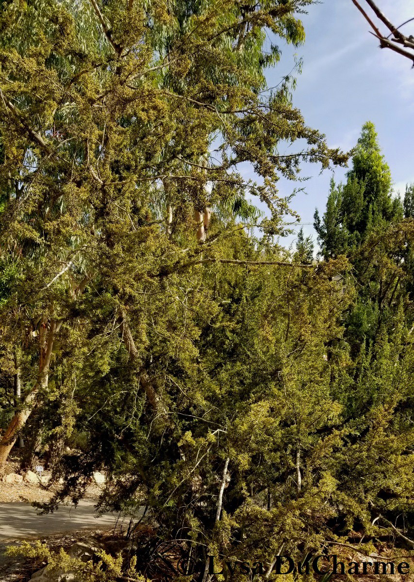 Juniperus monosperma - One-Seed Juniper, Redberry Juniper, ערער חד-זרעי, ערער חד-זרעי