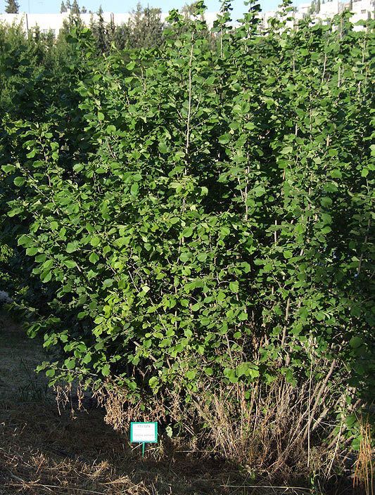 Corylus avellana - European Filbert, Common Hazel, Cobnut, אלסר הלוז, אלסר הלוז, אגוז לוז