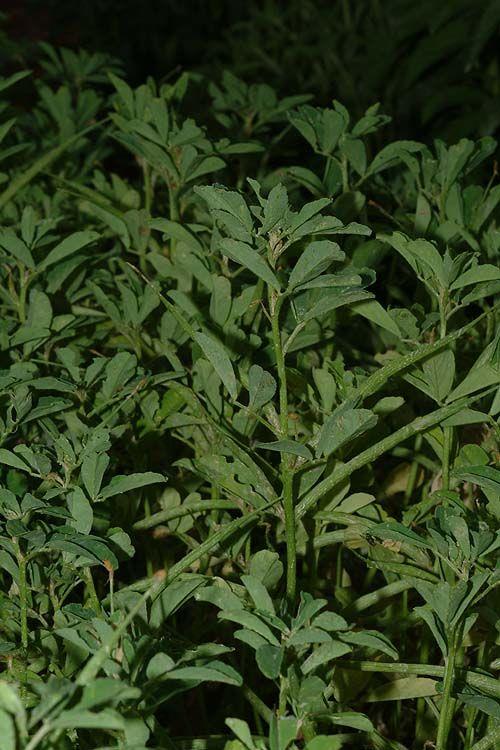 Trigonella foenum-graecum - Common Fenugreek, Greek Hay, גרגרנית החילבה