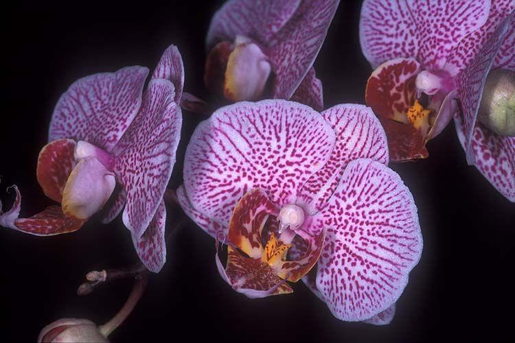 Phalaenopsis sp. 'Malibu Harbinger' - בן-פרפר 'מליבו הרבניג'ר', בן-פרפר 'מליבו הרבניג'ר'