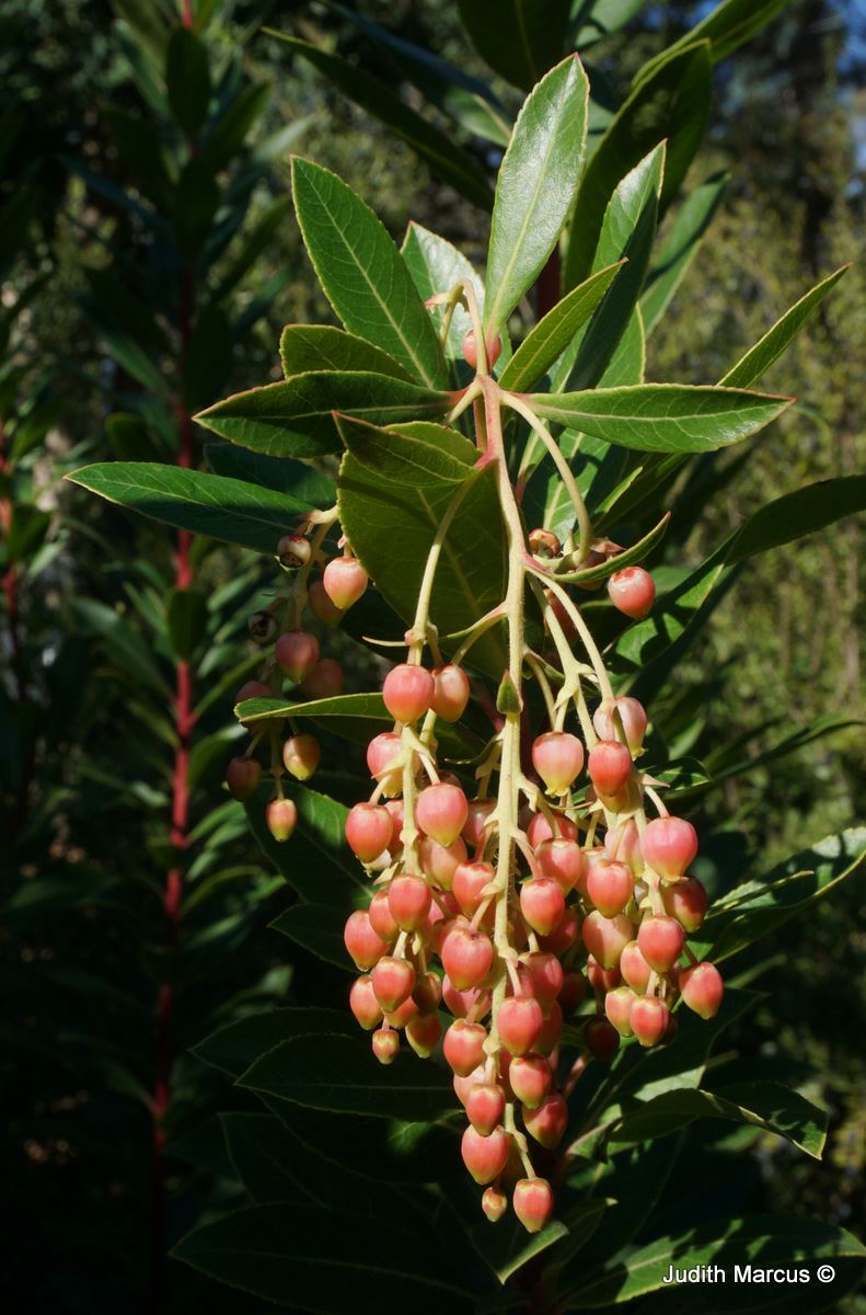Arbutus × andrachnoides 'Marina' - Hybrid Strawberry Tree, קטלב קטלבי 'מרינה', קטלב קטלבי 'מרינה'