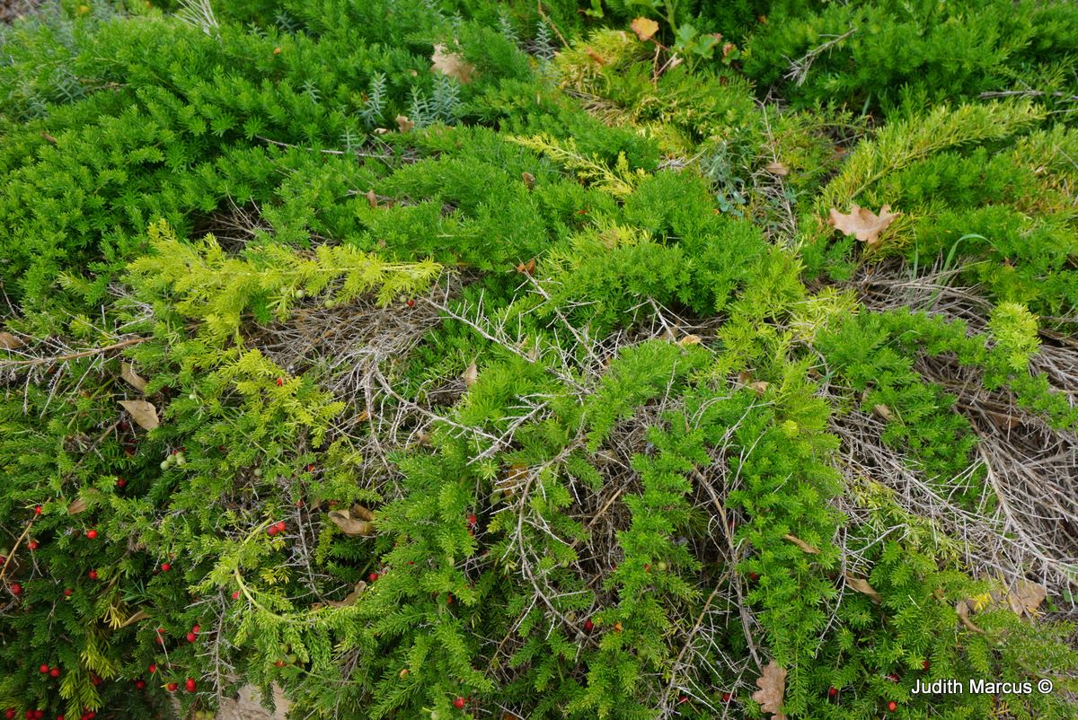 Asparagus densiflorus 'Mazeppa' - Emerald Asparagus Fern 'Mazeppa', אספרג צפוף-פרחים 'מאזפה', אספרג צפוף-פרחים