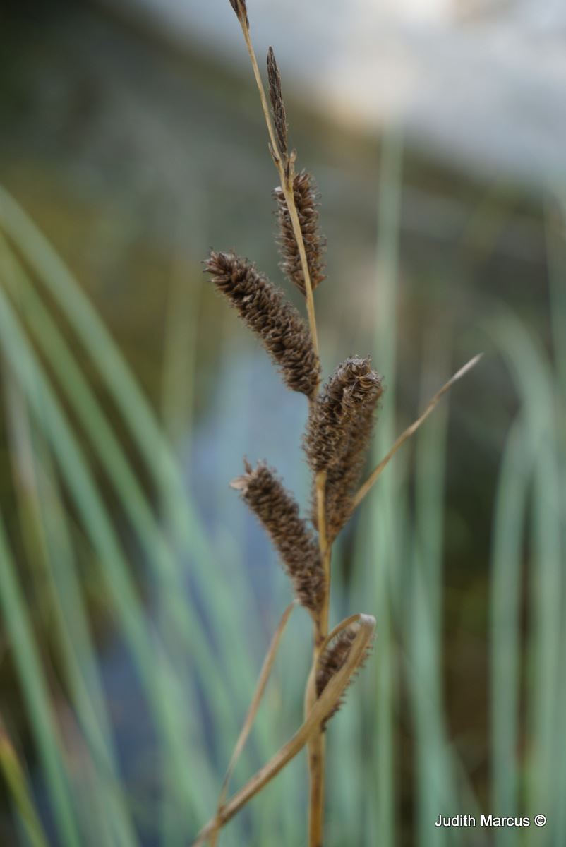 Carex hispida - Hispid Sedge, Hairy Sedge , כריך שעיר, כריך  שעיר