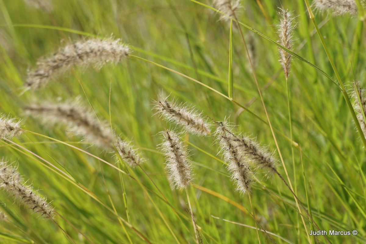 Cenchrus ciliaris - African Foxtail Grass, Buffelgrass, Buffel Grass, African Foxtail Grass, זיף-נוצה ריסני, זיף-נוצה  ריסני