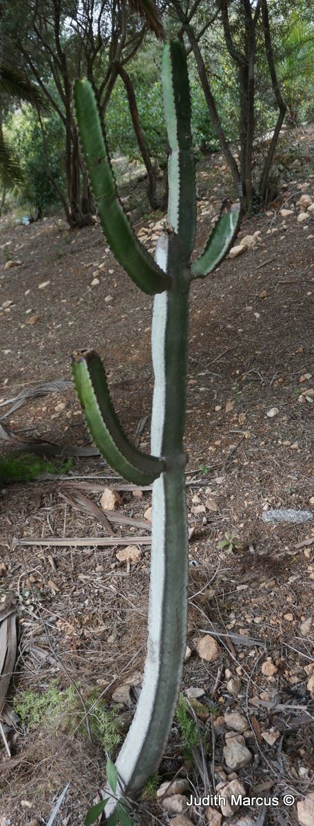 Euphorbia sp. - חלבלוב, חלבלוב (מין לא ידוע)
