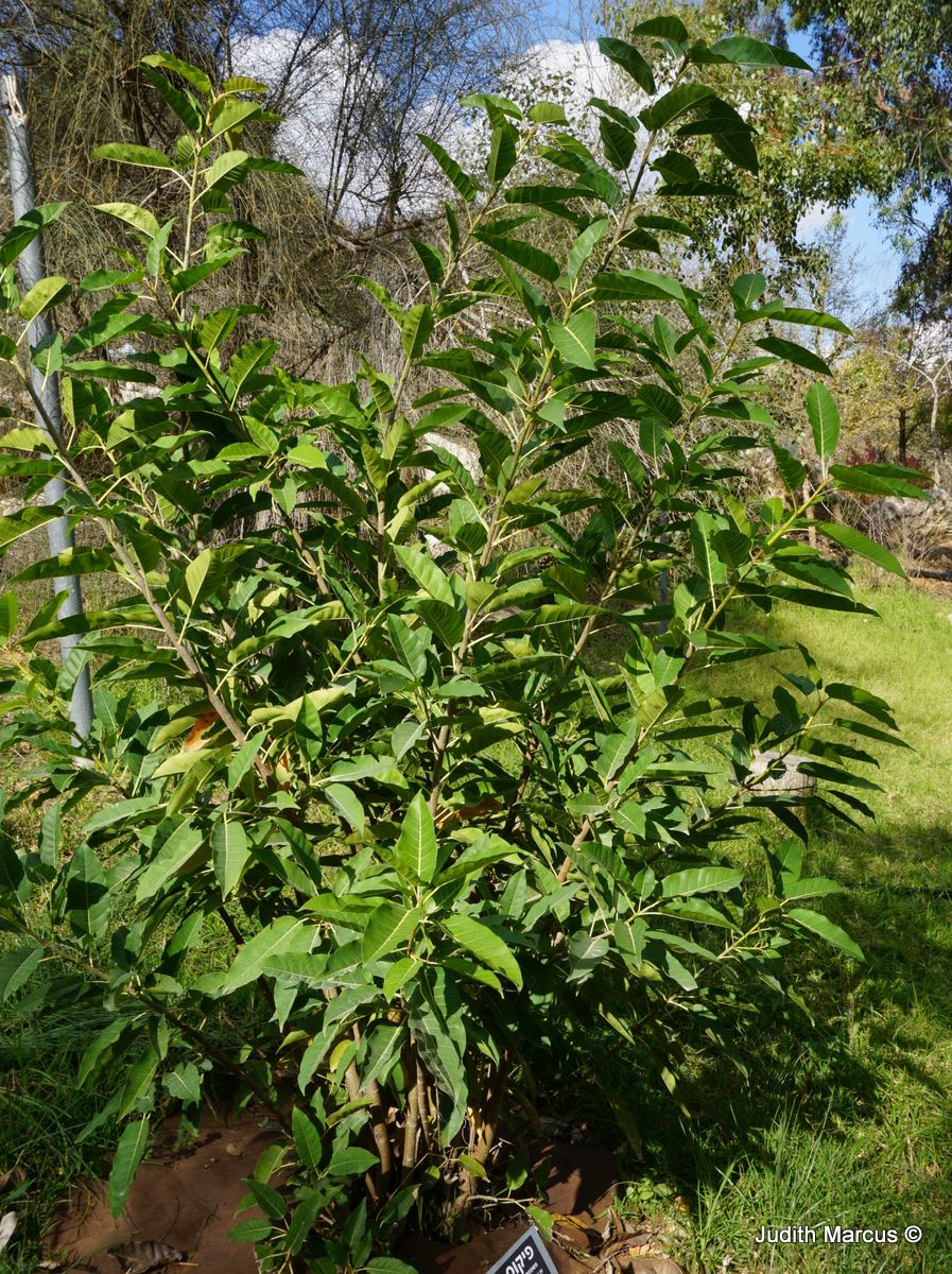 Ficus virens - Gray Fig, Java Willow. Spotted Fig, Strangler Vine, פיקוס ירוק, פיקוס ירוק
