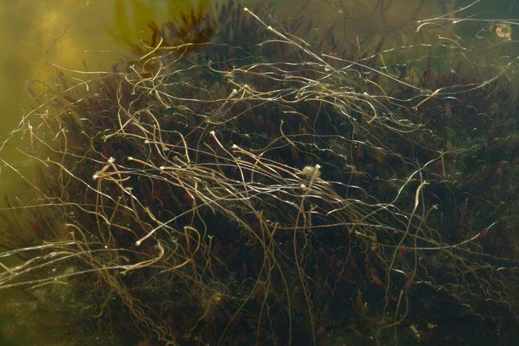 Vallisneria spiralis - Straight Vallisneria, Tape Grass,  Eel Grass, Ribbon Weed , וליסנריה סלולה, וליסנריה סלילנית, וליסנריה  סלולה
