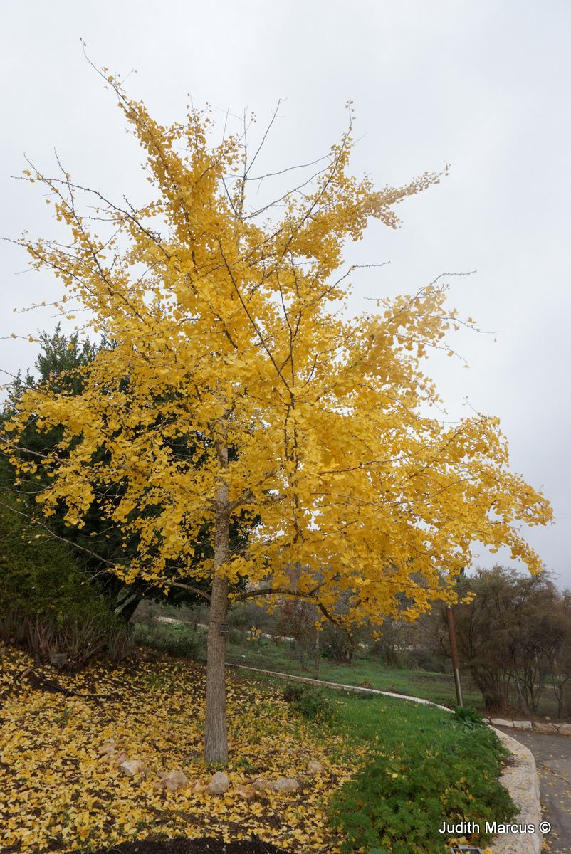 Ginkgo biloba