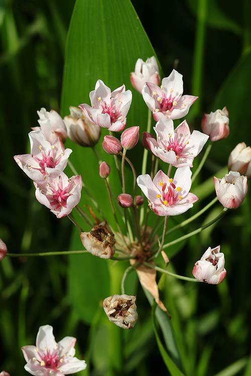 Butomus umbellatus - Flowering Rush, בוציץ סוככני, בוציץ סוככני