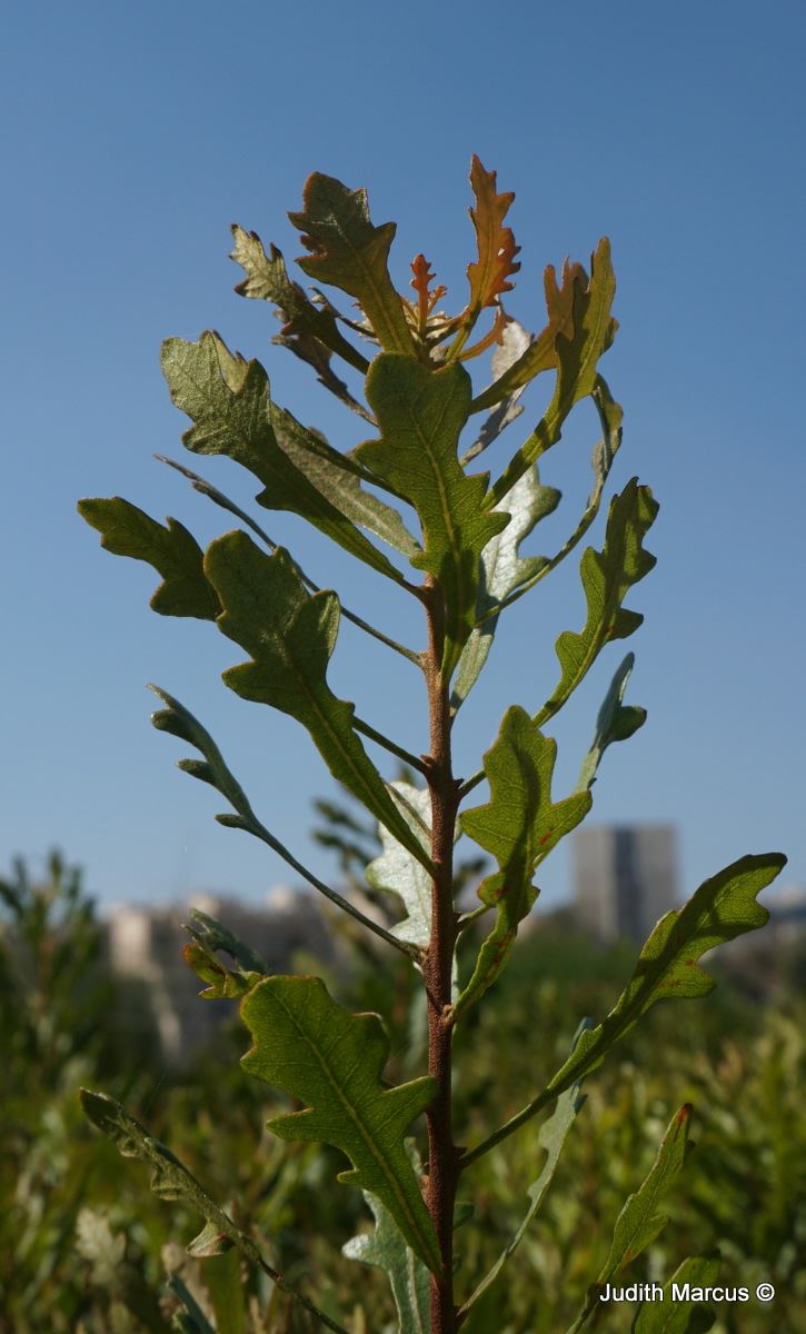 Myrica quercifolia - Oak-leaved Myrtle, מיריקה אלונית, מיריקה אלונית