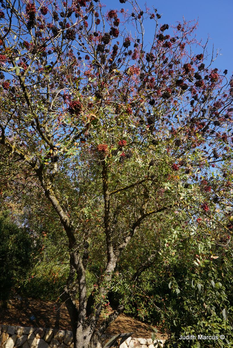 Pistacia atlantica Mount Atlas Pistache, Mount Atlas Mastic Tree