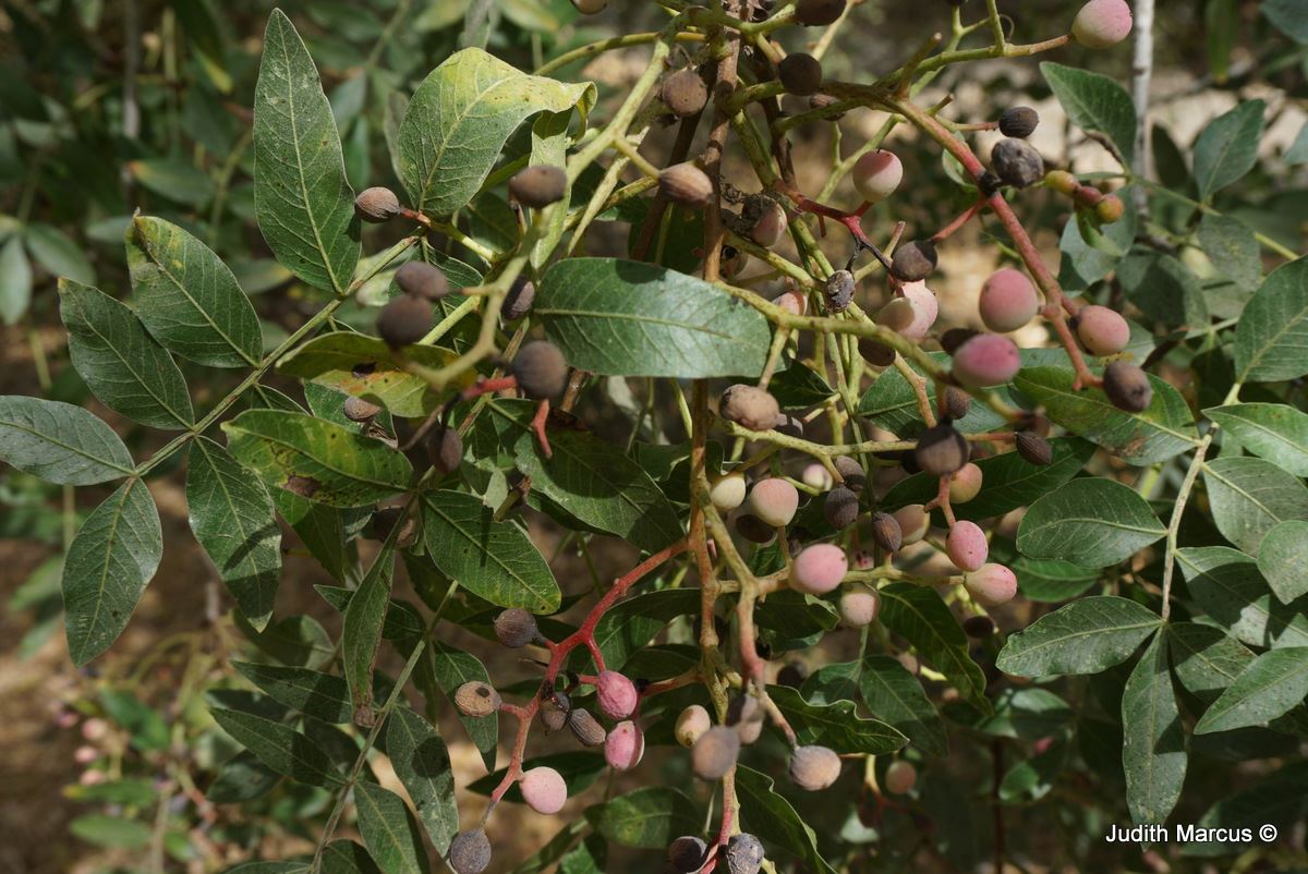 Pistacia atlantica Mount Atlas Pistache, Mount Atlas Mastic Tree