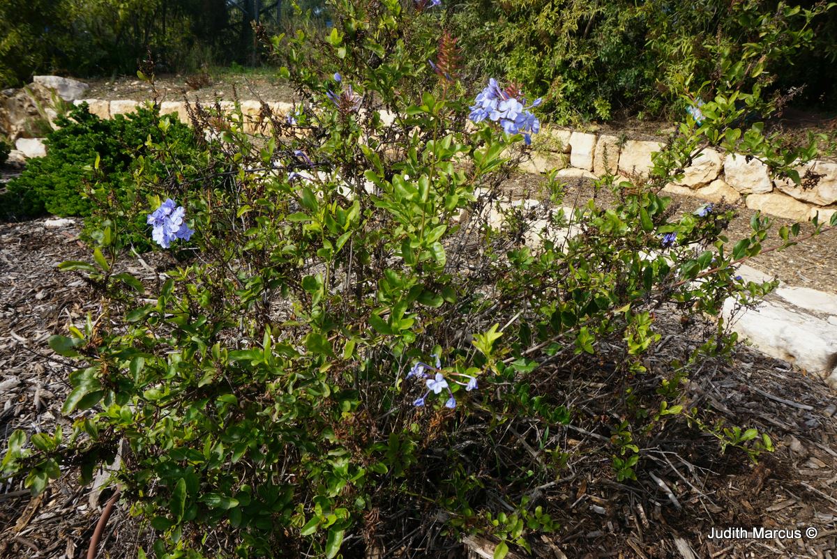 Plumbago auriculata - Cape Leadwort, Cape Plumbago, Blue Plumbago, עופרית הכף, עופרית הכף