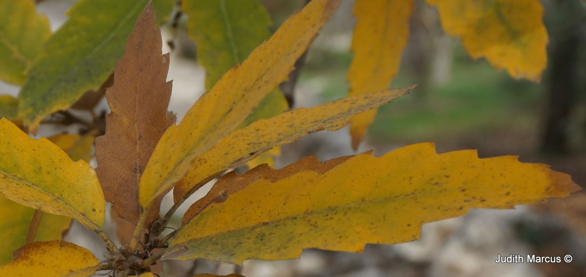 Quercus libani × cerris - אלון כלאיים, אלון  כלאיים, אלון כלאיים