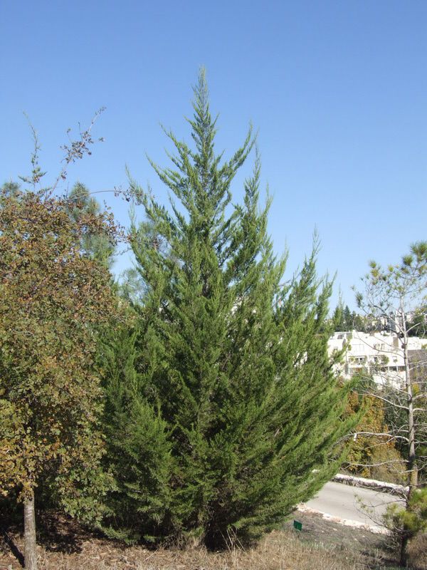 Cupressus macrocarpa - Monterey Cypress, ברוש גדול-איצטרובל, ברוש גדול-פירות