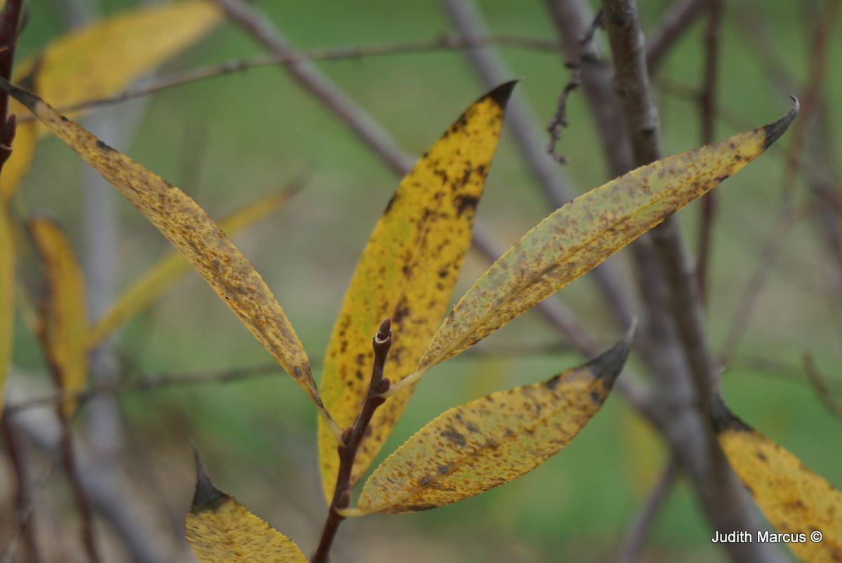 Salix acmophylla - Willow-of-the-brook, Sharp-leaved willow, ערבה מחודדת, ערבה מחודדת