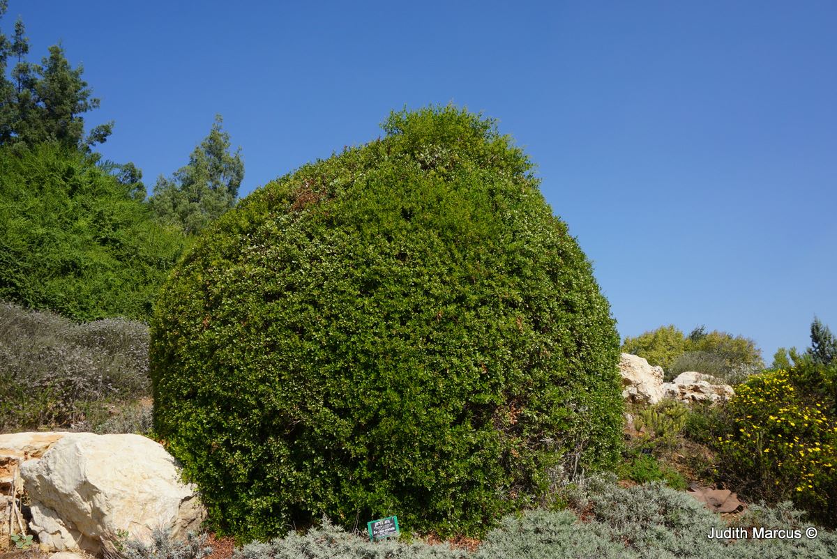 Searsia crenata - Dune Crowberry, אוג חרוק, אוג חרוק