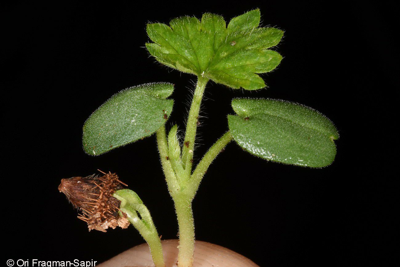 Agrimonia eupatoria - Common Agrimony, Church Steeples, Sticklewort, אבגר צהוב
