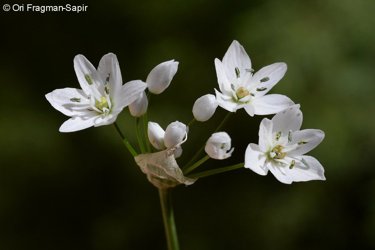 Allium palaestinum - Palestine Garlic, שום ארץ-ישראלי, שום ארץ-ישראלי, שום משולש תת-מין ארץ-ישראלי
