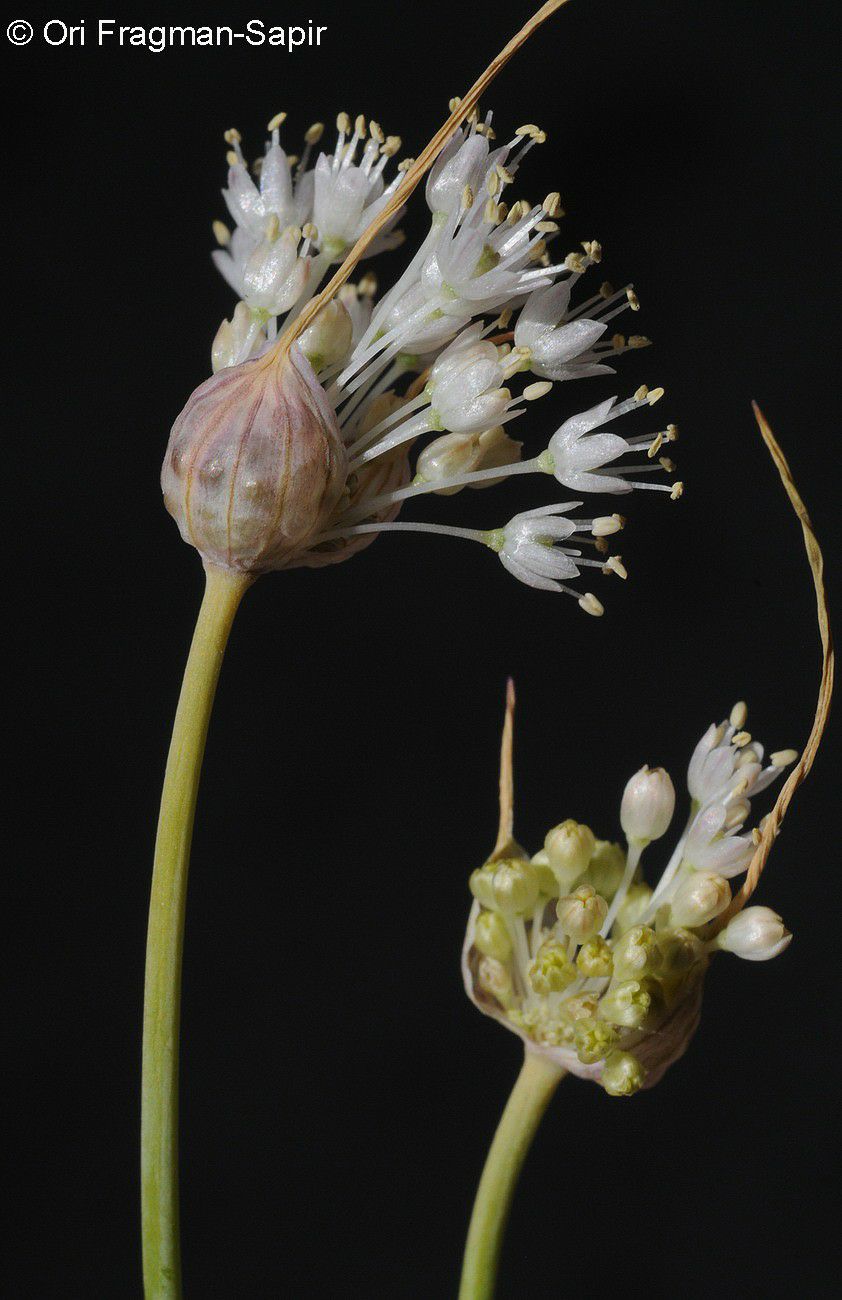 Allium rupicola - Rock Garlic, שום הסלעים, שום הסלעים