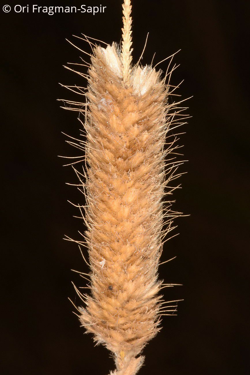 Alopecurus arundinaceus - Reed Foxtail, Creeping Meadow Foxtail, Garrison Creeping Foxtail , זנב-שועל ביצתי, זנב-שועל  ביצתי