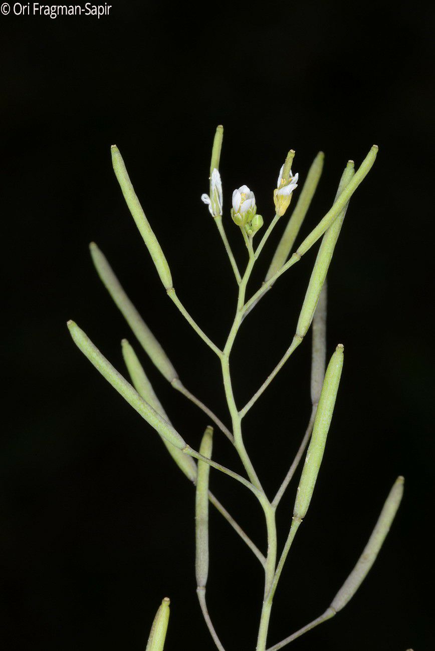 Arabidopsis thaliana - Thale Cress, Mouse-ear Cress, תודרנית לבנה, תודרנית  לבנה